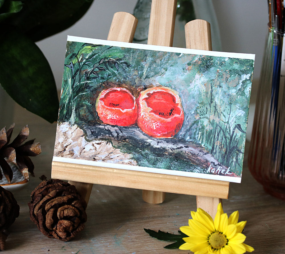 Fungi collection - Sarcoscypha austriaca