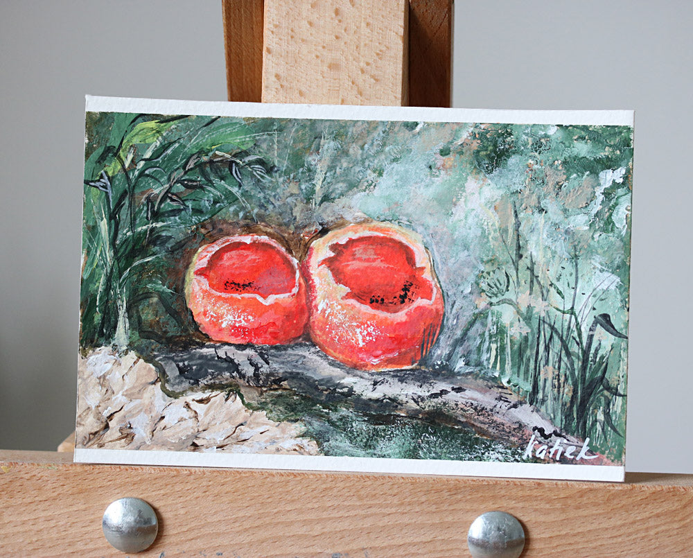 Fungi collection - Sarcoscypha austriaca