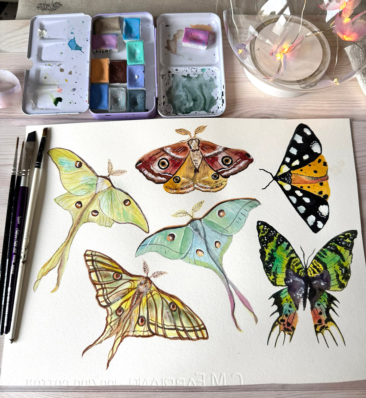 Moth Study Original Watercolor Art