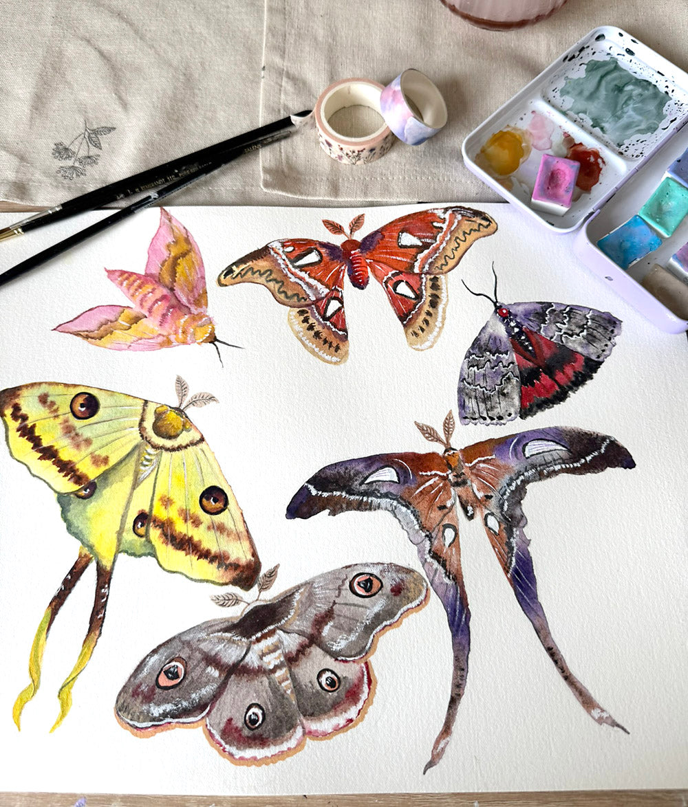 Moth Study Original Watercolor Art